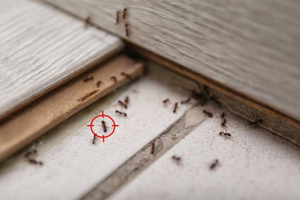 Elmo, TX Pest Control Company
