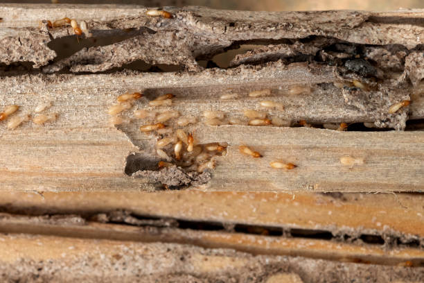Best Pest Prevention Services  in Elmo, TX