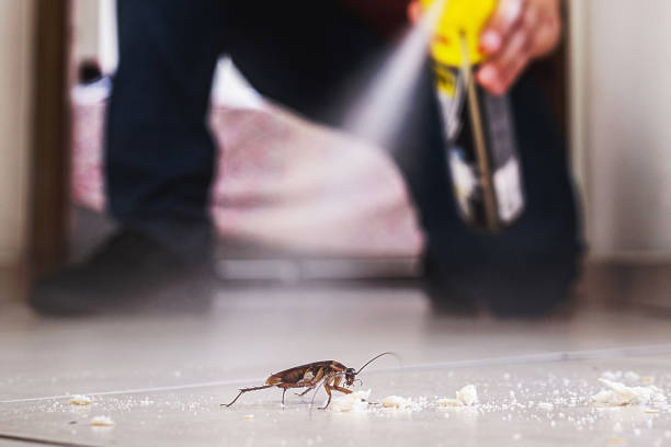 Best Pest Removal Services  in Elmo, TX